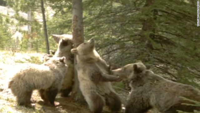 Bear Cam Shows Bears Scratching Backs Cnn Video