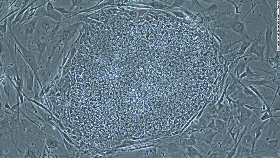 On May 16, 2013, scientists announced that they had, for the first time, produced embryos using skin cells and then used the embryos to make stem cell lines. This technique resembles what was used in cloning Dolly the sheep, but the earlier technique could not have led to a fully cloned human baby. A photo provided by the Oregon Health &amp;amp; Science University shows a stem cell colony produced from human skin cells.