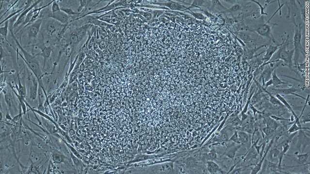 A stem cell colony.