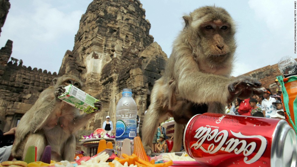 In a bid to woo tourists, Thailand&#39;s Lopburi province started up the annual Monkey Buffet Festival. Last year, more than 4,400 pounds of fruit and vegetables (and the odd soda) was served up to the region&#39;s primates.