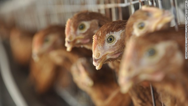 Don't kiss your chickens, the CDC says. Please don't - CNN thumbnail