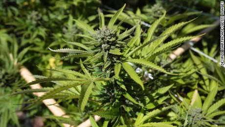Africa&#39;s weed race? Zimbabwe second country to legalize medicinal marijuana  
