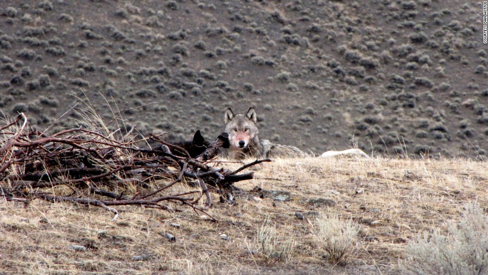 There&#39;s a good chance of spotting wolves on the drive to the Lamar Valley, Hottle says. He likes to stop at a pullout about halfway to the valley and hike into the woods, where he can sometimes see a wolf or its pack. (Hottle found this wolf in his backyard.)