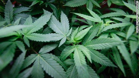 DEA declines to loosen restrictions on medical marijuana