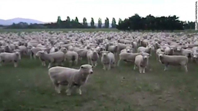 Sheep flock together in a viral protest - CNN Video Sheep flock together in a viral protest - CNN Video