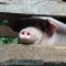 China rural life pig