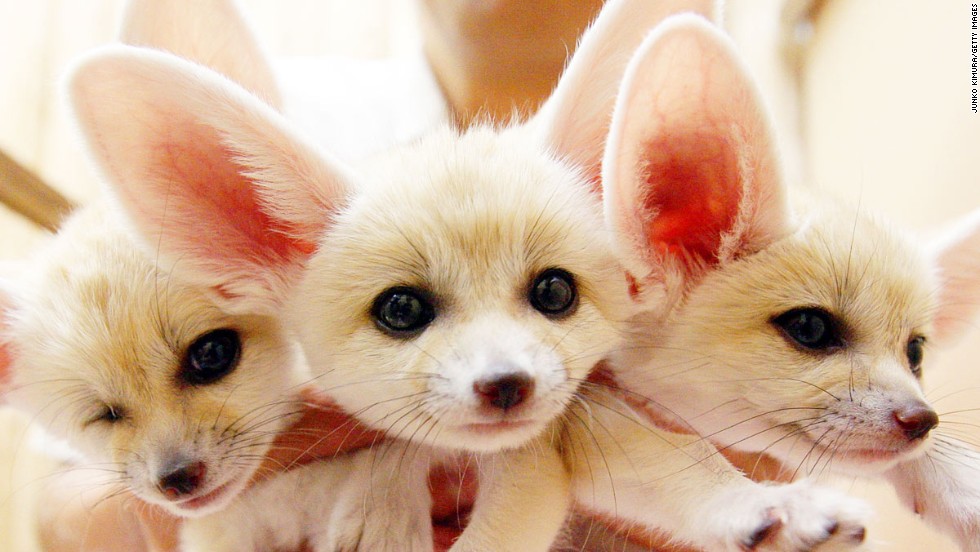 World's 20 cutest wild creatures -- and where to find them