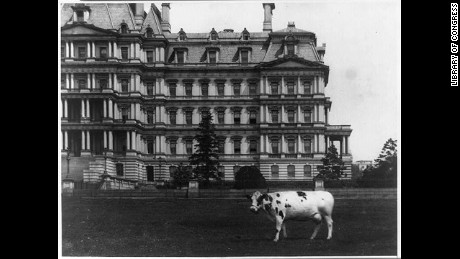 [Pauline, pet cow of President Taft on lawn, in front of the State, War and Navy Building, Washington, D.C.]
Digital ID: (b&amp;w film copy neg.) cph 3b40899 http://hdl.loc.gov/loc.pnp/cph.3b40899
Reproduction Number: LC-USZ62-94731 (b&amp;w film copy neg.)
Title: [Pauline, pet cow of President Taft on lawn, in front of the State, War and Navy Building, Washington, D.C.]
Date Created/Published: [between 1909 and 1913]
Medium: 1 photographic print.
Reproduction Number: LC-USZ62-94731 (b&amp;w film copy neg.)
Rights Advisory: No known restrictions on publication.
Call Number: LOT 12357-4 &lt;item&gt; [P&amp;P]
Notes:
National Photo Company Collection.
Subjects:
Taft, William H.--(William Howard),--1857-1930--Animals &amp; pets.
Cows--Washington (D.C.)--1900-1920.
Format:
Photographic prints--1900-1920.
Collections:
National Photo Company Collection
Bookmark This Record: 
   http://www.loc.gov/pictures/item/92510050/
