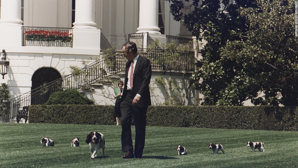 George H.W. Bush walks on the South Lawn of the White House with his springer spaniel Millie and her puppies in 1989. 