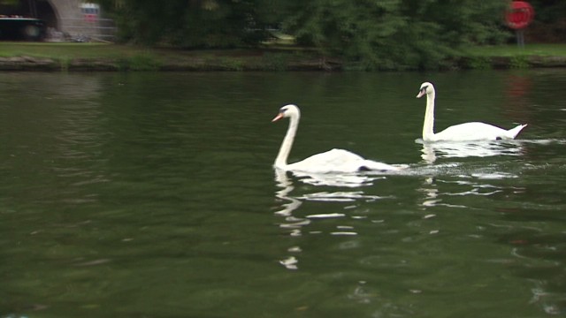 Queen&#39;s swan killed, barbecued