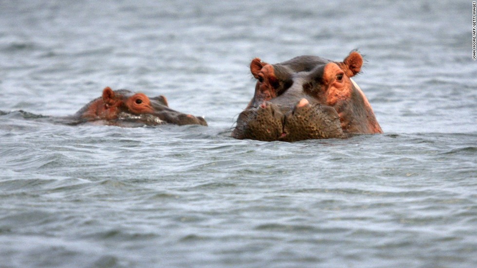 Congo&#39;s amazing wildlife includes 1,000 bird species, 900 species of butterflies, 280 species of reptiles, 216 species of amphibians, as well as hippos and elephants.