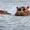 hippo congo africa