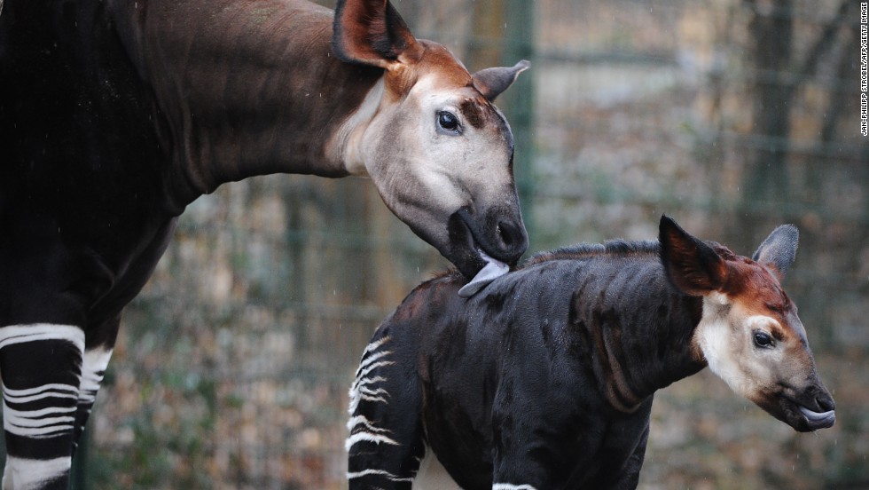 One of the country&#39;s most famous native animals is the shy, endangered okapi.