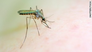 How climate change can put us in greater danger of dengue fever