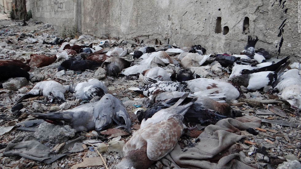 Pigeons&#39; bodies litter the ground in the Damascus suburbs of Arbeen on Saturday, August 24.
