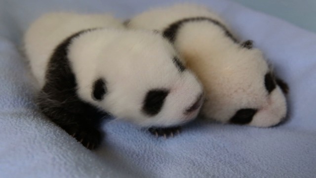 Twin baby pandas now fuzzy and cute