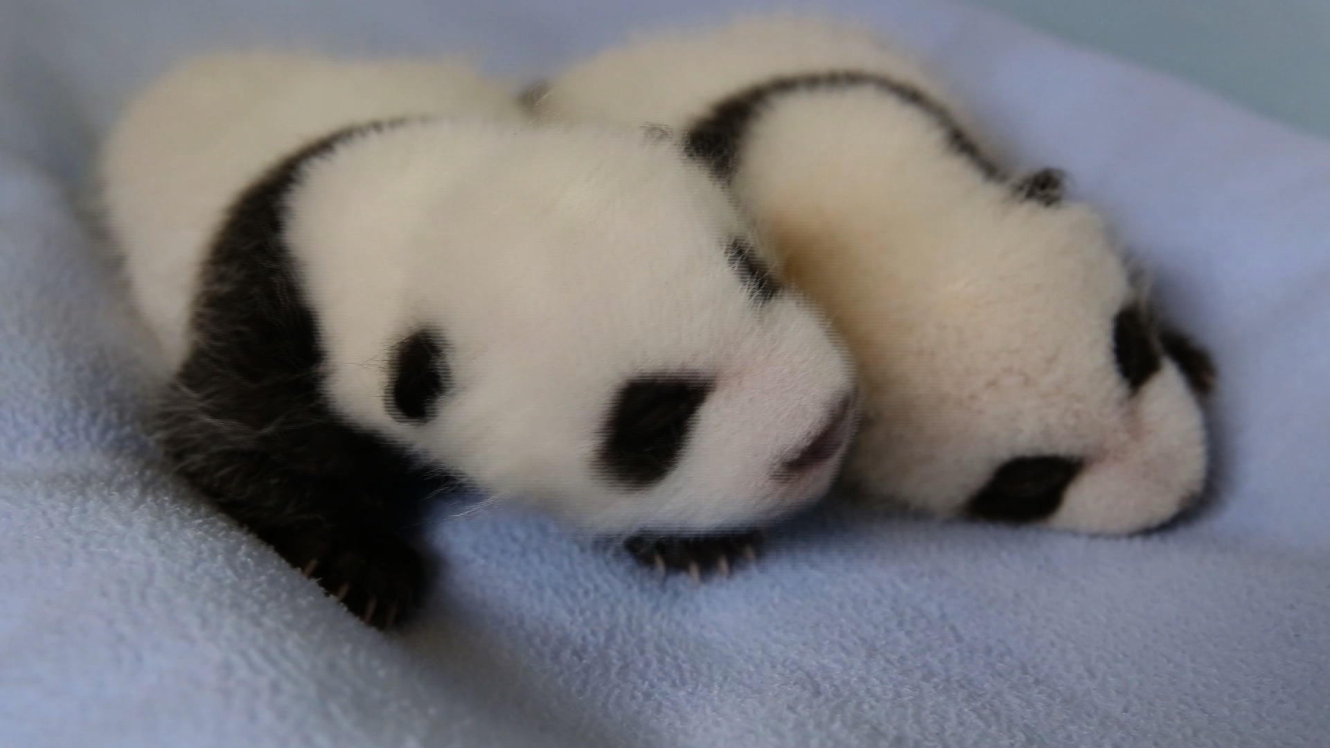 Twin Baby Pandas Now Fuzzy And Cute Cnn Video