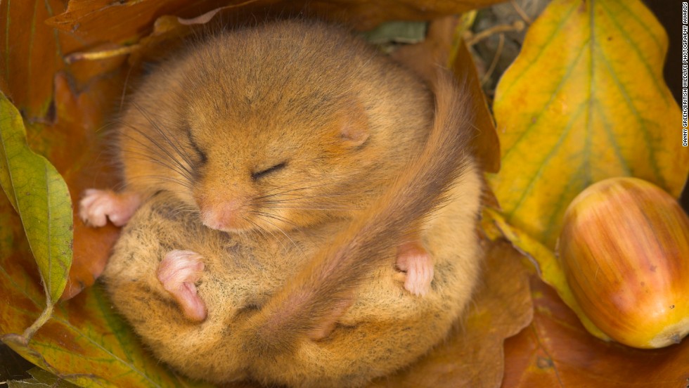 &quot;Dormouse Hibernating&quot;  -- dormouse, Paignton, Devon. Photograph by Danny Green. Highly commended in the category wild woods.