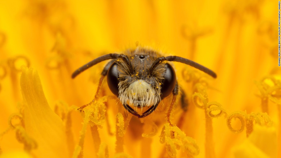 &quot;Fine and Dandy&quot; -- mining bee, Melton Mowbray. Photograph by Edward Nurcombe. Highly commended in the category hidden Britain.