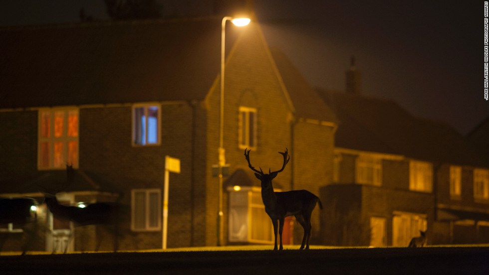 &quot;Urban Fallow Deer on Housing Estate&quot; -- fallow deer, North London. Photograph by Jamie Hall. Winner in the category urban wildlife.