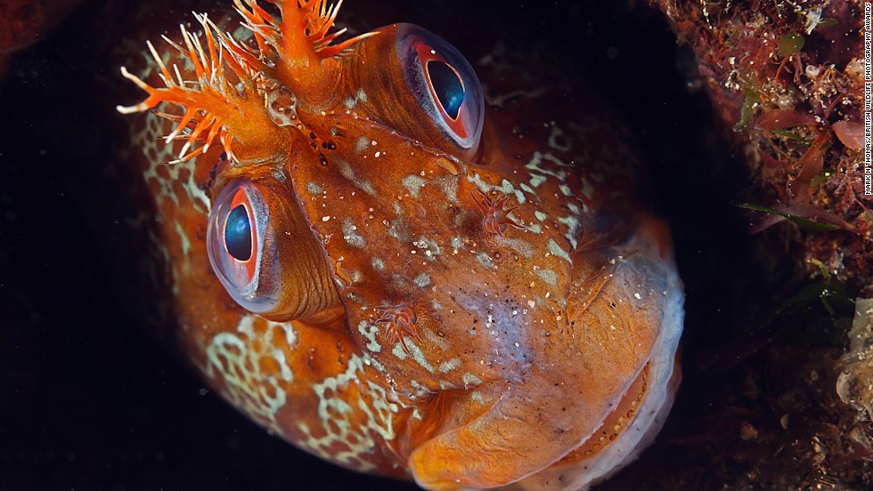 &quot;Tommy&quot; -- tompot blenny, Trefer Pier, Gwynedd, North Wales. Photograph by Mark N. Thomas. Winner in the category animal portraits.