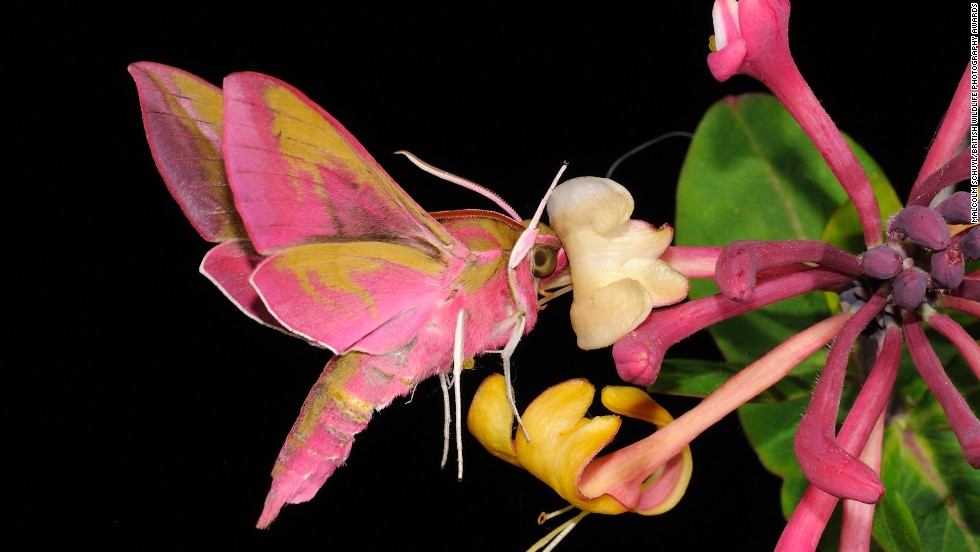 &quot;Elephant Hawkmoth Drinking Nectar from Wild Honeysuckle Flower at Night&quot;  -- elephant hawkmoth, Ewelme, Oxfordshire. Photograph by Malcolm Schuyl, shown in the category hidden Britain.
