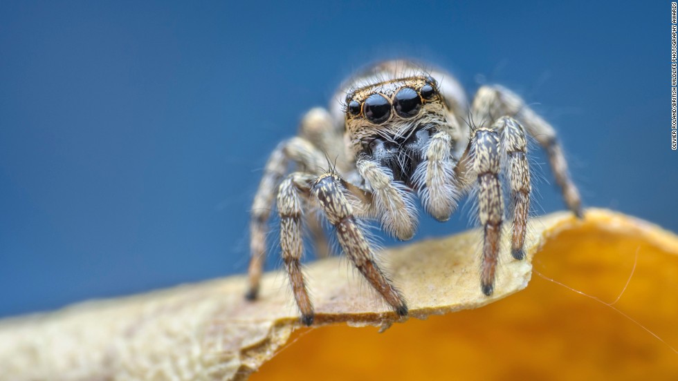 &quot;Blanche&quot; -- zebra jumping spider, Birmingham. Photograph by Olivier Roland, shown in the category animal portraits.