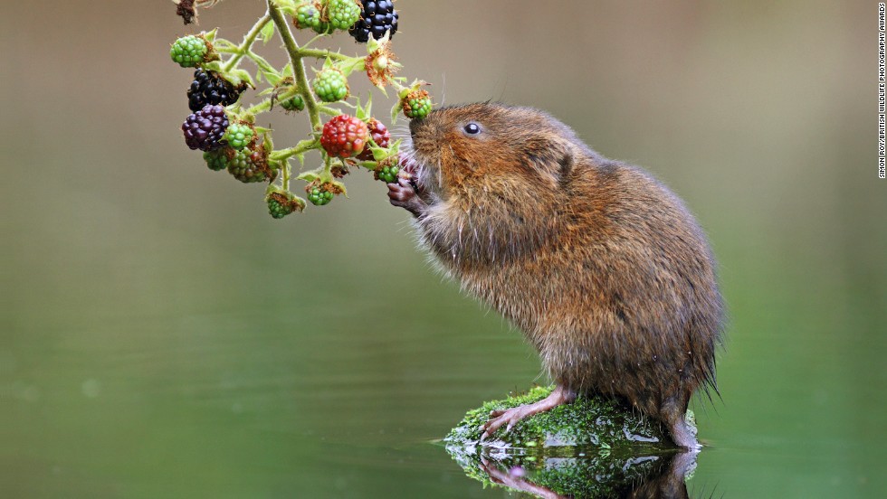 &quot;Ratty Portrait&quot; -- water vole, York. Photograph by Simon Roy, shown in the category animal portraits. 