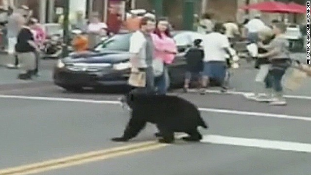 Is this bear looking for Dollywood? - CNN Video