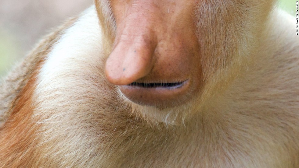 The blobfish also had stiff competition for the title of world&#39;s ugliest animal from the likes of the proboscis monkey, a big-schnozzed primate that avoids mirrors on the Southeast Asian island of Borneo.