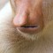 ugly animals proboscis monkey