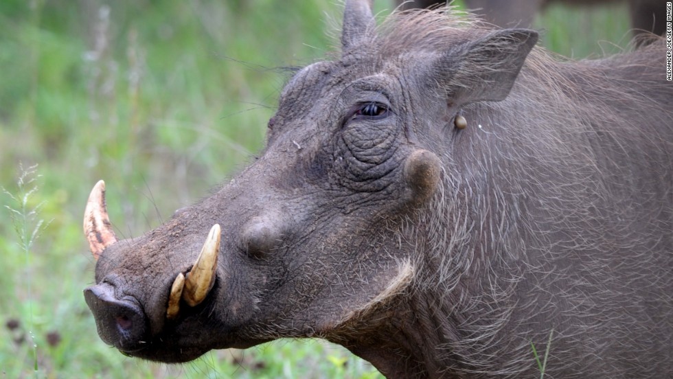 Found throughout sub-Saharan Africa, the warthog is like a weird assemblage of other animals&#39; parts. Surely only its own mother could love it ... but even then.