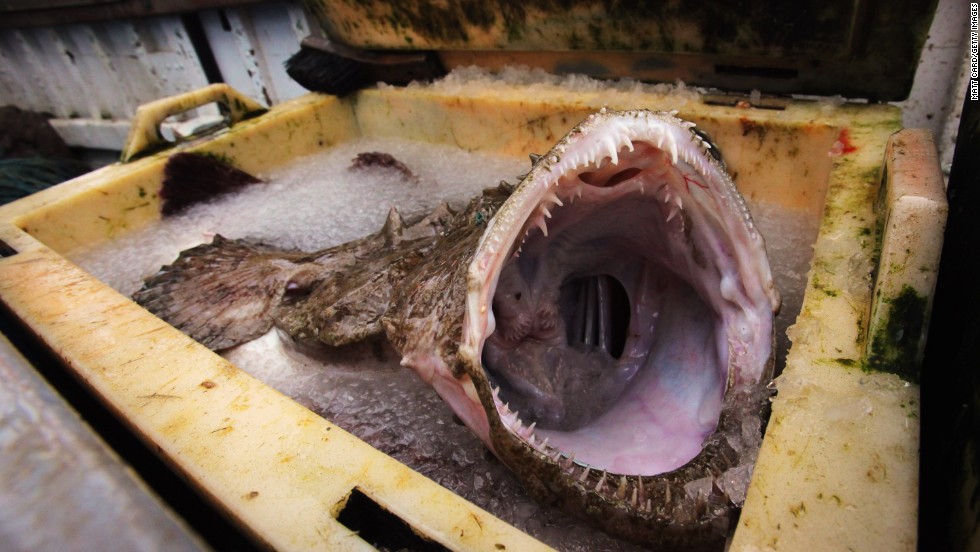 The monkfish. Hangs out in: the Atlantic. Lacks: aesthetic charm. What more to be said?