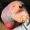 ugly animals californian condor