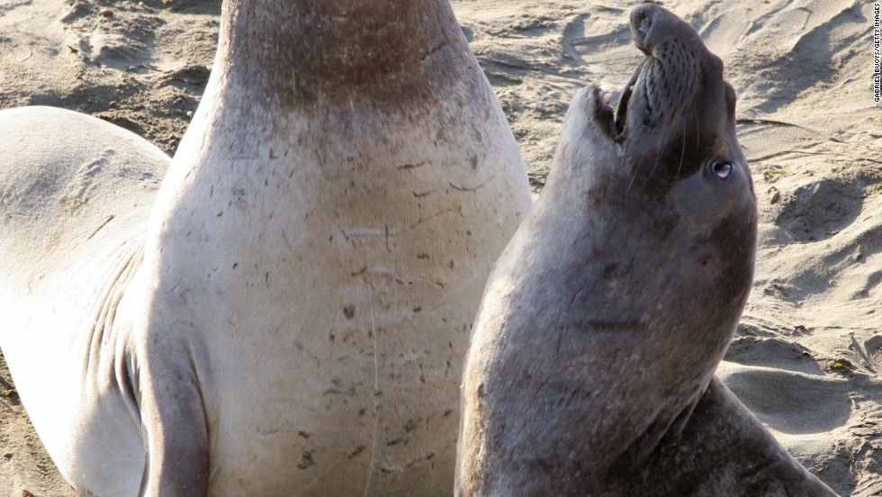 Found lounging hugely on beaches worldwide, the elephant seal looks like someone big, ugly and violent you wouldn&#39;t want to encounter in a pub. Curiously enough, those three words also nicely sum up the animal&#39;s striking sexual encounter. 