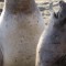ugly animals elephant seal