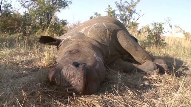 Trying to save South Africa&#39;s rhinos