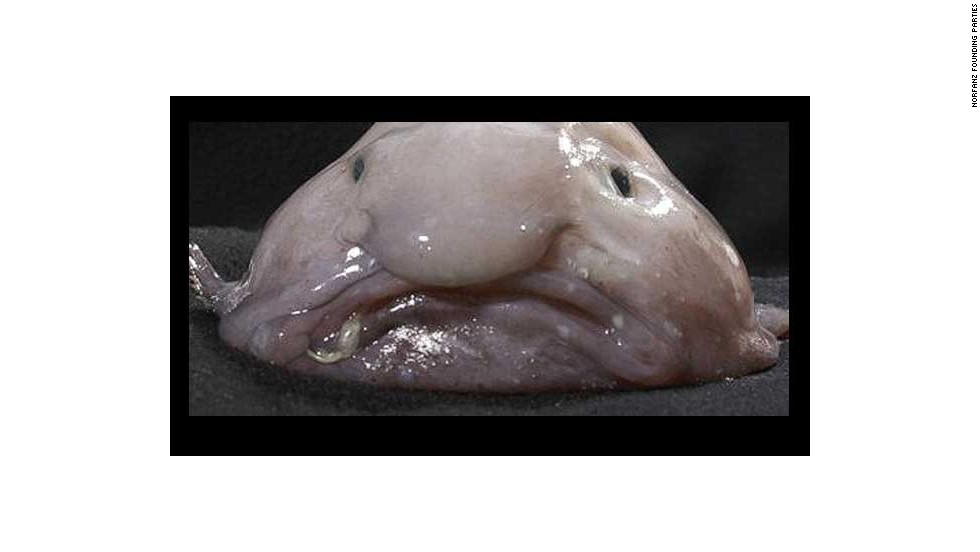 The Ugly Animal Preservation Society named the blobfish as its mascot after a global online vote in 2013. The gelatinous fish lives &lt;br /&gt;at depths of up to 1,200 meters off the coast of Australia where it feeds on crabs and lobsters. It&#39;s under threat as it often gets caught up in fishing nets... but you wouldn&#39;t want to eat it.