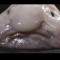 blobfish bigger