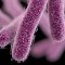 drug-resistant shigella