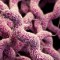 drug-resistant Campylobacter