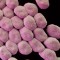 drug-resistant Acinetobacter