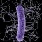 Clostridium difficile