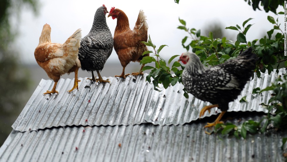 Chickens take refuge on the roof of their coop to escape floodwater in the backyard of a home in Longmont, Colorado, on September 15. 