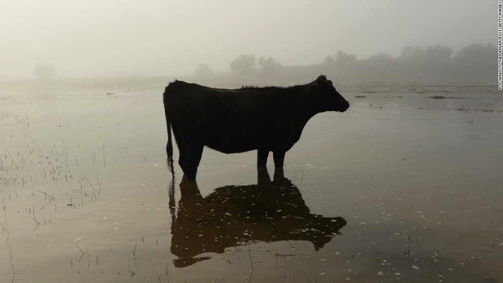 A cow stands in floodwater near Kersey, Colorado, on September 17.