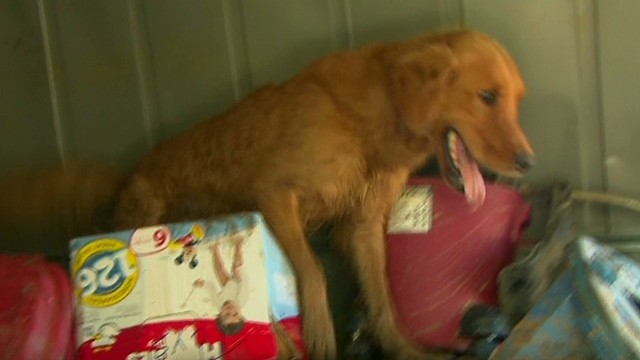 Rescue dogs help save flood victims