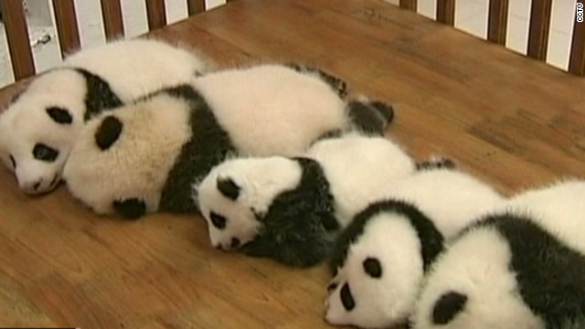 See baby pandas in crib