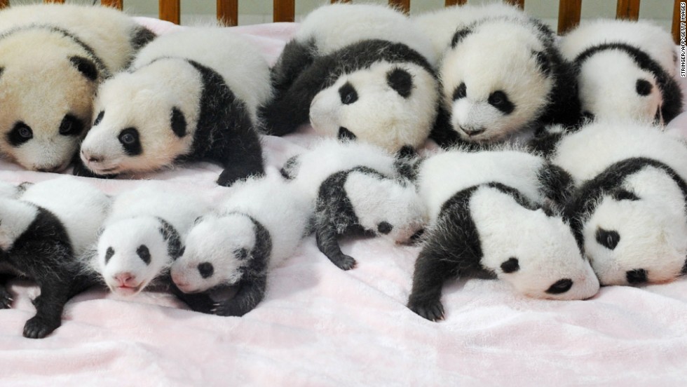 Pandas displayed at China's Chengdu Panda Base