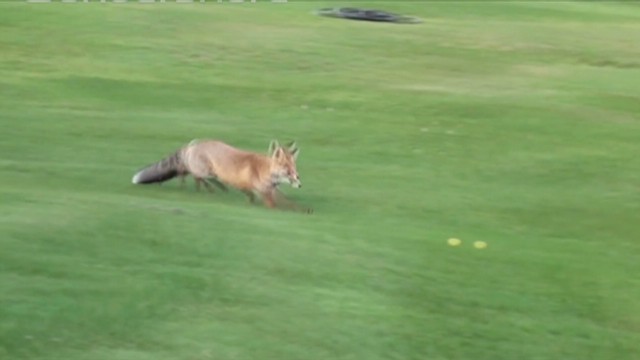 Watch fox steal golf balls 