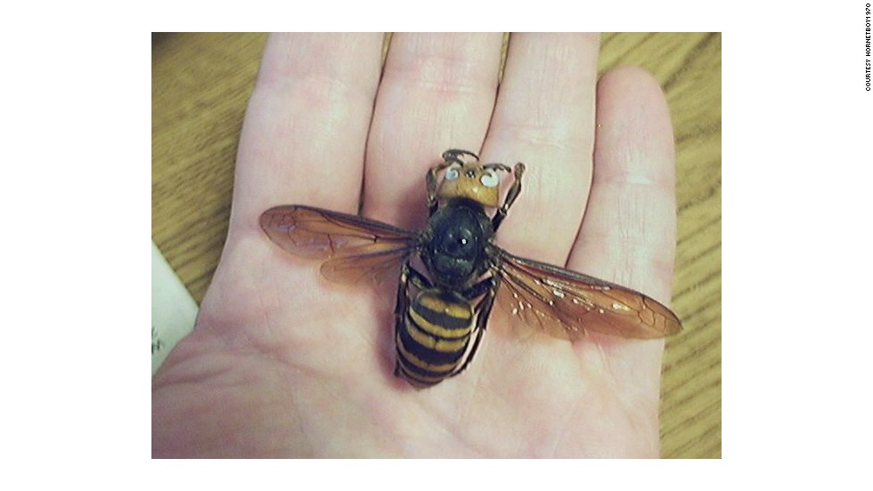 Giant Hornet Size Comparison Bruin Blog
